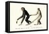 White-Handed Gibbon, 1824-Karl Joseph Brodtmann-Framed Stretched Canvas