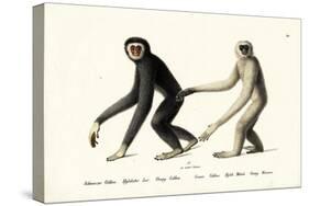 White-Handed Gibbon, 1824-Karl Joseph Brodtmann-Stretched Canvas