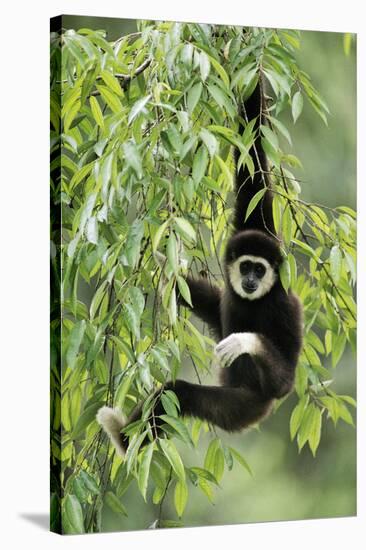 White-Handed Gibbon Hanging in Tree-null-Stretched Canvas