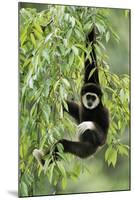 White-Handed Gibbon Hanging in Tree-null-Mounted Photographic Print