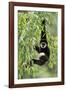 White-Handed Gibbon Hanging in Tree-null-Framed Photographic Print