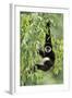 White-Handed Gibbon Hanging in Tree-null-Framed Photographic Print