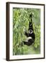 White-Handed Gibbon Hanging in Tree-null-Framed Photographic Print