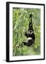 White-Handed Gibbon Hanging in Tree-null-Framed Photographic Print