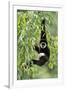 White-Handed Gibbon Hanging in Tree-null-Framed Photographic Print