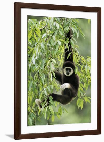 White-Handed Gibbon Hanging in Tree-null-Framed Photographic Print