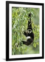 White-Handed Gibbon Hanging in Tree-null-Framed Photographic Print