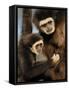 White Handed Gibbon Mother and Young, Endangered, from Se Asia-Eric Baccega-Framed Stretched Canvas