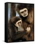 White Handed Gibbon Mother and Young, Endangered, from Se Asia-Eric Baccega-Framed Stretched Canvas