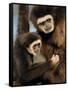 White Handed Gibbon Mother and Young, Endangered, from Se Asia-Eric Baccega-Framed Stretched Canvas
