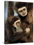 White Handed Gibbon Mother and Young, Endangered, from Se Asia-Eric Baccega-Stretched Canvas