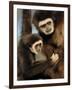 White Handed Gibbon Mother and Young, Endangered, from Se Asia-Eric Baccega-Framed Premium Photographic Print