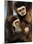 White Handed Gibbon Mother and Young, Endangered, from Se Asia-Eric Baccega-Mounted Premium Photographic Print