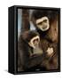 White Handed Gibbon Mother and Young, Endangered, from Se Asia-Eric Baccega-Framed Stretched Canvas