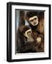 White Handed Gibbon Mother and Young, Endangered, from Se Asia-Eric Baccega-Framed Photographic Print