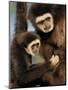 White Handed Gibbon Mother and Young, Endangered, from Se Asia-Eric Baccega-Mounted Photographic Print