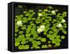 White Hardy Water Lilies, Kenilworth Aquatic Gardens, Washington DC, USA-Corey Hilz-Framed Stretched Canvas