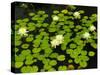 White Hardy Water Lilies, Kenilworth Aquatic Gardens, Washington DC, USA-Corey Hilz-Stretched Canvas