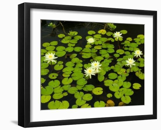 White Hardy Water Lilies, Kenilworth Aquatic Gardens, Washington DC, USA-Corey Hilz-Framed Photographic Print