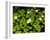 White Hardy Water Lilies, Kenilworth Aquatic Gardens, Washington DC, USA-Corey Hilz-Framed Photographic Print