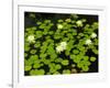 White Hardy Water Lilies, Kenilworth Aquatic Gardens, Washington DC, USA-Corey Hilz-Framed Photographic Print