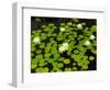 White Hardy Water Lilies, Kenilworth Aquatic Gardens, Washington DC, USA-Corey Hilz-Framed Photographic Print