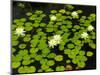 White Hardy Water Lilies, Kenilworth Aquatic Gardens, Washington DC, USA-Corey Hilz-Mounted Photographic Print