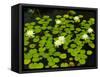 White Hardy Water Lilies, Kenilworth Aquatic Gardens, Washington DC, USA-Corey Hilz-Framed Stretched Canvas