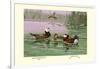 White-Headed and Ruddy Ducks-Allan Brooks-Framed Art Print