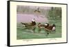White-Headed and Ruddy Ducks-Allan Brooks-Framed Stretched Canvas