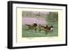 White-Headed and Ruddy Ducks-Allan Brooks-Framed Art Print