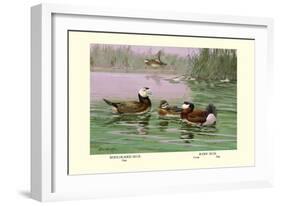 White-Headed and Ruddy Ducks-Allan Brooks-Framed Art Print