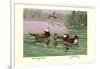 White-Headed and Ruddy Ducks-Allan Brooks-Framed Art Print