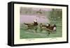 White-Headed and Ruddy Ducks-Allan Brooks-Framed Stretched Canvas