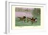 White-Headed and Ruddy Ducks-Allan Brooks-Framed Art Print