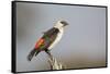 White-headed buffalo weaver (Dinemellia dinemelli), Serengeti National Park, Tanzania, East Africa,-Ashley Morgan-Framed Stretched Canvas