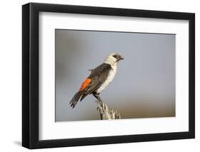 White-headed buffalo weaver (Dinemellia dinemelli), Serengeti National Park, Tanzania, East Africa,-Ashley Morgan-Framed Photographic Print