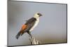 White-headed buffalo weaver (Dinemellia dinemelli), Serengeti National Park, Tanzania, East Africa,-Ashley Morgan-Mounted Photographic Print