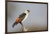 White-headed buffalo weaver (Dinemellia dinemelli), Serengeti National Park, Tanzania, East Africa,-Ashley Morgan-Framed Photographic Print