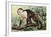 White-Headed Capuchin (Cebus Capucinus), Cebidae-null-Framed Giclee Print