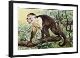 White-Headed Capuchin (Cebus Capucinus), Cebidae-null-Framed Giclee Print