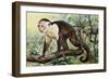 White-Headed Capuchin (Cebus Capucinus), Cebidae-null-Framed Giclee Print