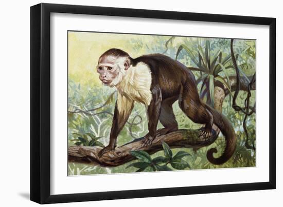 White-Headed Capuchin (Cebus Capucinus), Cebidae-null-Framed Giclee Print