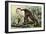 White-Headed Capuchin (Cebus Capucinus), Cebidae-null-Framed Giclee Print