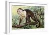 White-Headed Capuchin (Cebus Capucinus), Cebidae-null-Framed Giclee Print