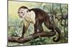 White-Headed Capuchin (Cebus Capucinus), Cebidae-null-Mounted Giclee Print