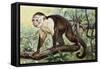 White-Headed Capuchin (Cebus Capucinus), Cebidae-null-Framed Stretched Canvas