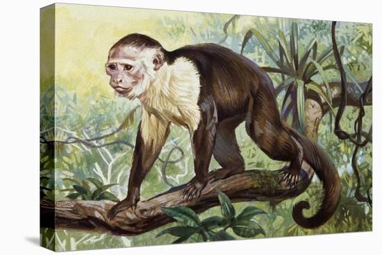 White-Headed Capuchin (Cebus Capucinus), Cebidae-null-Stretched Canvas