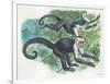 White-Headed Capuchins Cebus Capucinus Jumping in Trees-null-Framed Giclee Print