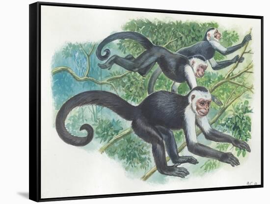 White-Headed Capuchins Cebus Capucinus Jumping in Trees-null-Framed Stretched Canvas